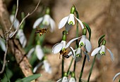 Honey bees (Apis mellifera) going on snowdrops (Galanthus nivalis) Parc naturel régional des Vosges du Nord, France
