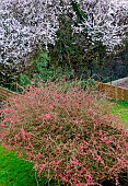 Spring flowers in the garden, Sarthe, Pays de la Loire, France