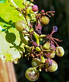 Golden Chasselas grape bunch after a mildew attack, Sarthe, France