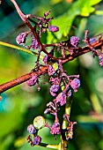 Golden Chasselas grape bunch after a mildew attack, Sarthe, France
