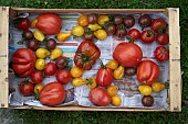 Selection of old variety tomatoes, Monts du Cantal, Parc Naturel Régional des Volcans dAuvergne, France