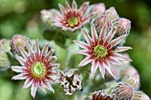 Flowers of Common houseleek (Sempervivum tectorum), Monts du Cantal, Parc Naturel Régional des Volcans dAuvergne, France