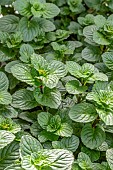 Peppermint (Mentha x piperata)