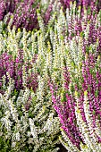 Calluna vulgaris Beauty Ladies Duo