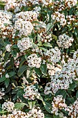 Laurustine (Viburnum tinus) Eve Price flowering