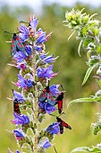 Five-spot burnets (Zygaena trifolii) roosting on Vipers bugloss (Echium vulgare) flower, Cotes-dArmor, France
