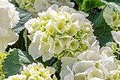 Hydrangea macrophylla Bianco