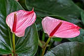 Anthurium Hot Lips