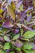 Epazote (Dysphania ambrosioides) Oaxaca Red