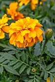 Marigold (Tagetes patula)