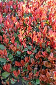Photinia (Photinia x fraseri) Little Red Robin in spring