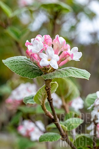 Bitchiu_Viburnum_Viburnum_bitchiuense_flowers