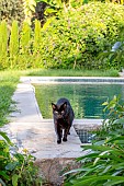 Black cat walking by a swimming pool