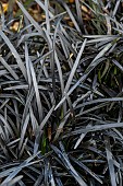 Mondo grass (Ophiopogon planiscapus) Black Dragon = Kokuryu