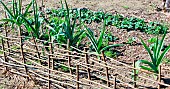 Leeks and strawberries in the medieval garden, Arche de la nature, medieval Le Mans, Sarthe, France