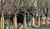 Wooden planks to protect tree trunks along a roadside during a construction project, Le Mans, Sarthe, France