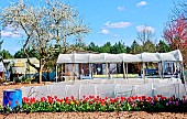 Vegetable garden with plastic tunnel, blue watering cans and tulip bed, Sarthe, France