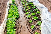 Lettuce plants in tunnels, Sarthe, France