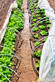 Lettuce plants in tunnels, Sarthe, France