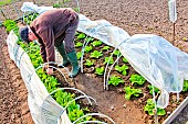 Lettuce plants in tunnels, Sarthe, France