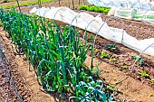 Leeks and vegetables grown in plastic tunnels, Sarthe, France