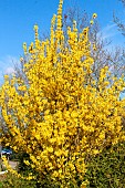 Forsythia in spring bloom, Sarthe, France