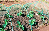 Cabbage plants under a net to prevent birds from eating the leaves, Sarthe, France