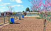 Vegetable garden after digging and young peach tree in bloom, Sarthe, France