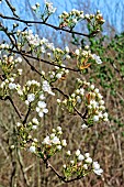 Pear tree in blossom, Sarthe, France