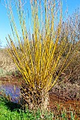Basket willow (Salix viminalis) at the edge of a stream, Sarthe, France