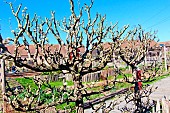 Pear tree after spring pruning, Sarthe, France