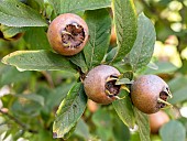 Medlar (Mespilus germanica) fruits