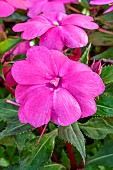 Impatiens Solarscape Pink Jewel