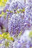 Wisteria (Wisteria sinensis)