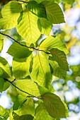 Beech (Fagus sylvatica) leaves with sunlight shining through them in early autumn, Rhone, France