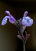 Salvia greggii Mirage So Cool Pale Blue