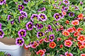 Calibrachoa Superbells Evening Star