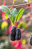 Royal Fuchsia (Fuchsia x regia) Regal