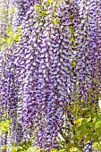 Japanese wisteria (Wisteria floribunda) Macrobotrys = Multijuga in full bloom