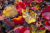 Callery pear (Bradford pear) Bradford fallen leaves in december