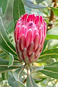 Protea Pink Ice