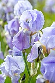 Sweet Iris (Iris pallida)