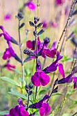 Jame Sage (Salvia x jamensis) Violette de Loire, autumn flowering