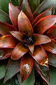 Nidularium (Nidularium sp.)