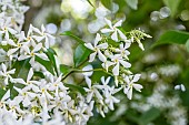Star jasmine (Trachelospermum jasminoides) flowers