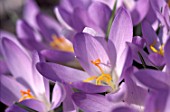 CROCUS SP.