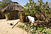 Woman gardening in a village, Botswana