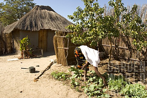 Woman_gardening_in_a_village_Botswana