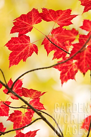 Acer_rubrum_Red_Maple_leaves_in_autumn_Saguenay_Quebec_Canada