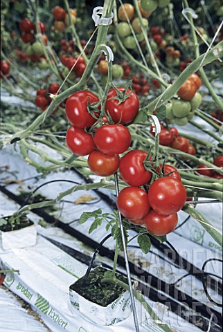 Growing_Solanum_lycopersicum_tomatoes_under_greenhouse_France